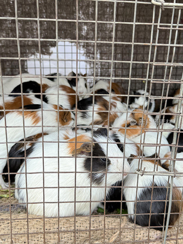 小豚鼠(Cavia porcellus)与成年母亲的粗麻袋内衬金属笼子的特写图像，小豚鼠在半英寸见方的金属丝网后面，生菜，重点在前景